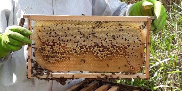 Introdução à Meliponicultura Criação de Abelhas Nativas Sem Ferrão