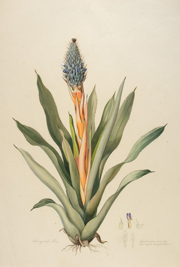 Aechmea ornata (sem data), 
de Margaret Mee